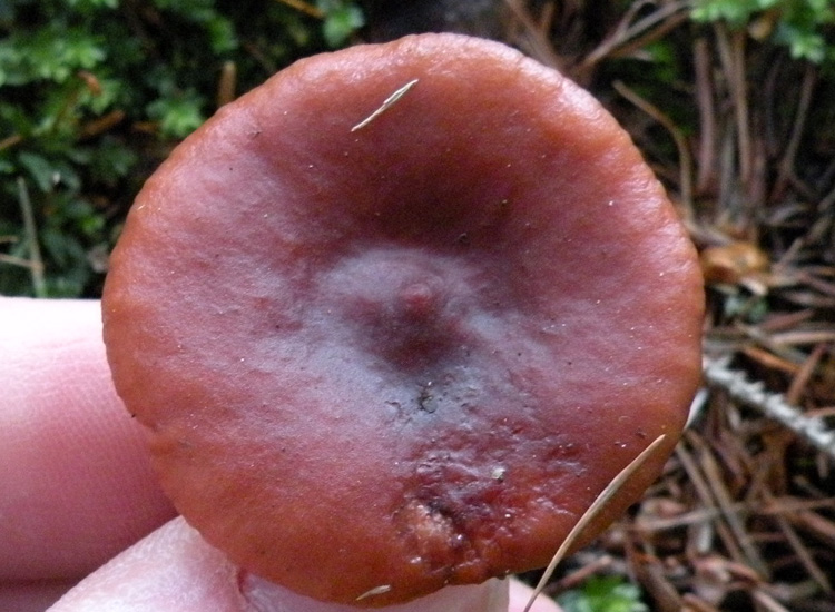 Clitocybe sinopica?